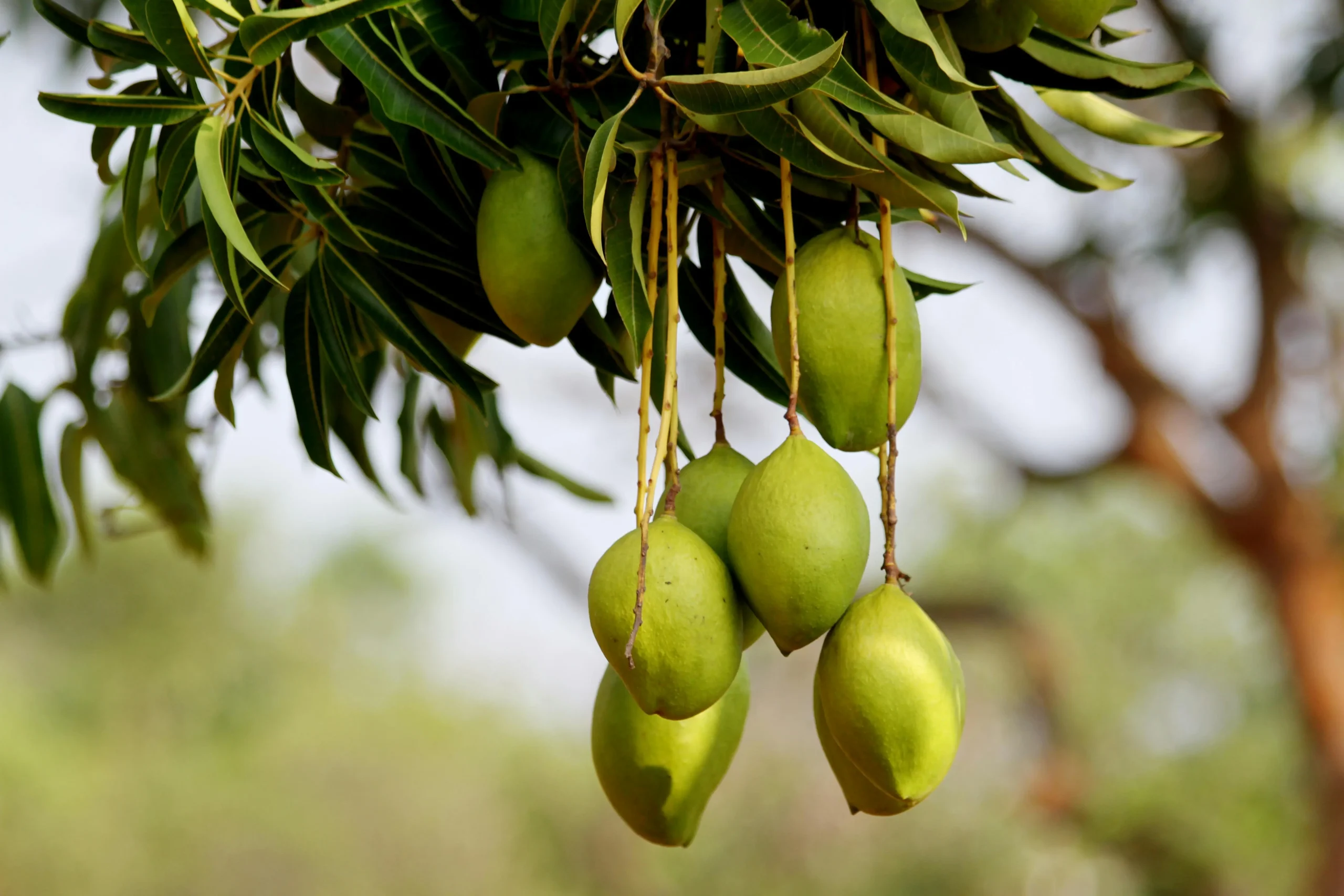 What is Irvingia Gabonensis Supplement and Uses?