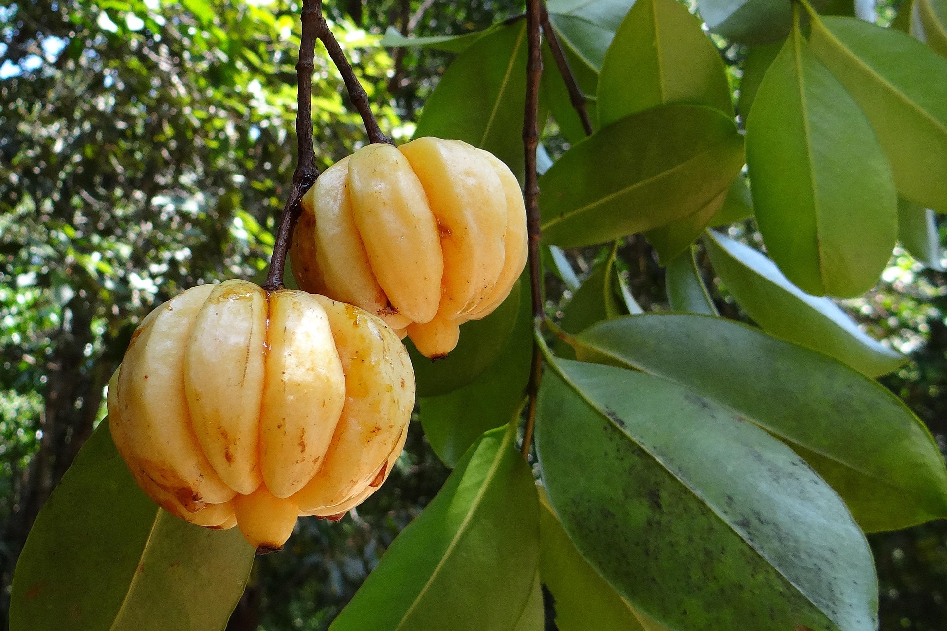 What Is Garcinia Cambogia? Safety & Side Effects