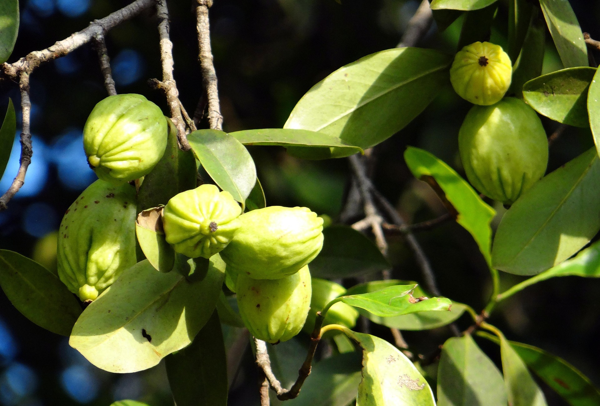 Is Garcinia Cambogia Useful for Weight Loss?