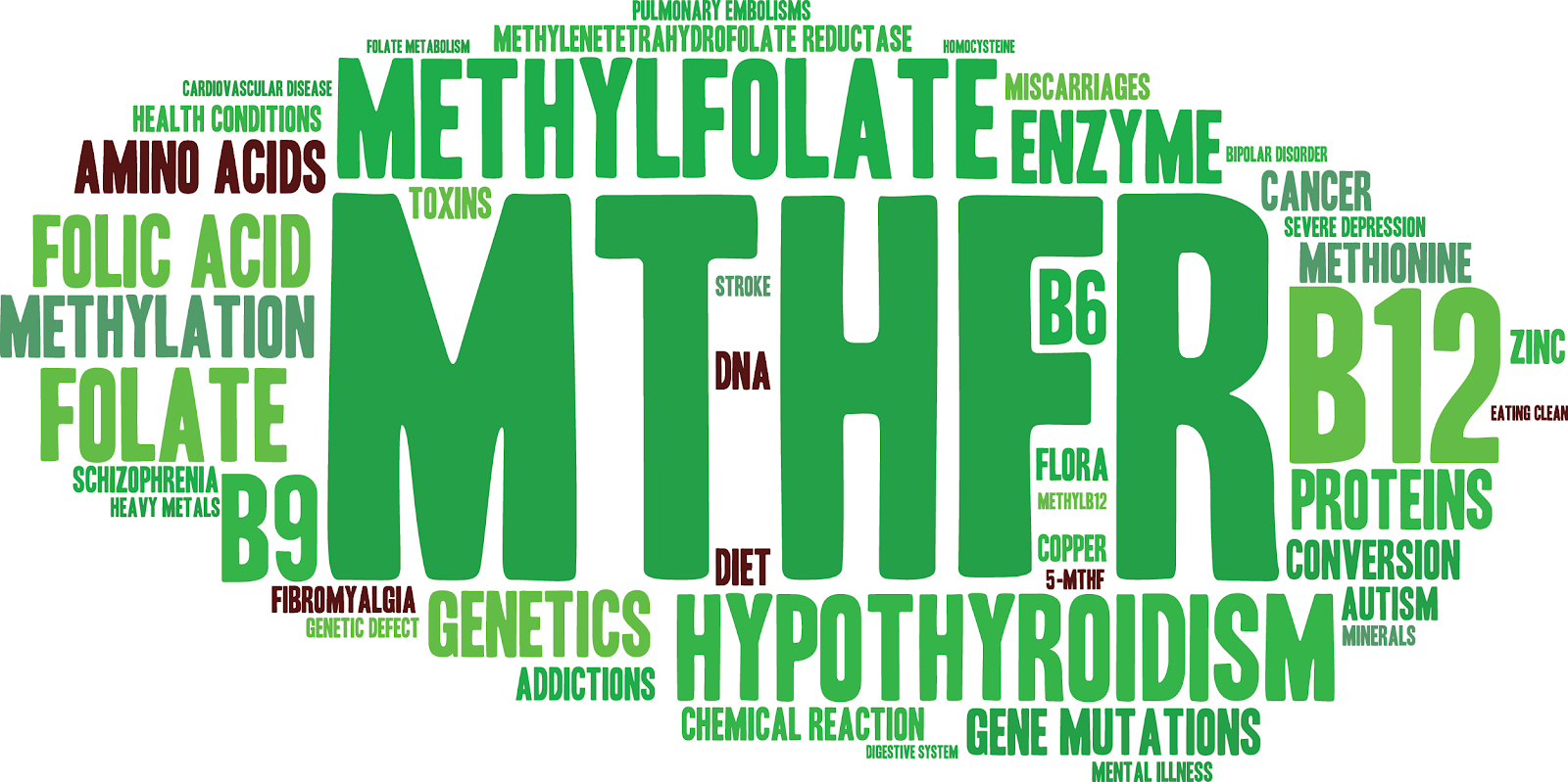 What is MTHFR Gene Mutation